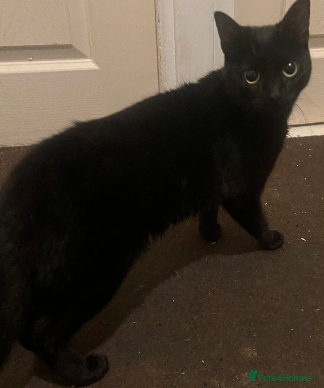 Mixed Breed cats for sale: Munchkin x British shorthair kittens - Advert 29