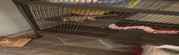 Sugar Glider rodents for sale: Pair of suger glider  in Gravesend - Advert 6