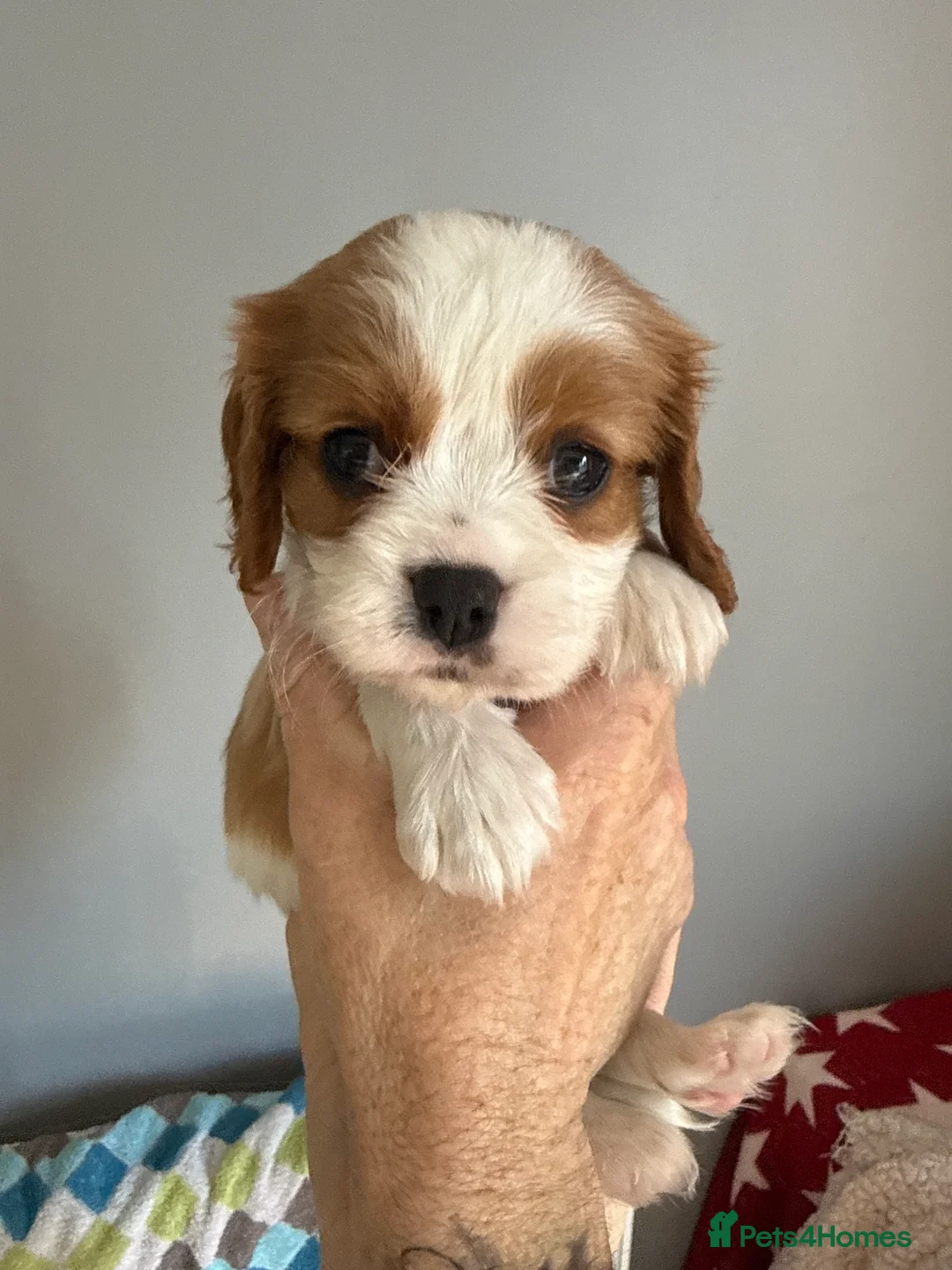 Cavalier King Charles Spaniel dogs for sale: Litter of 8 Blenheim cavaliers 5 available  - Advert 2