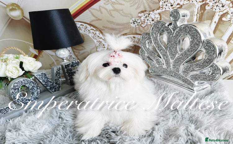 Maltese dogs - Advert 4