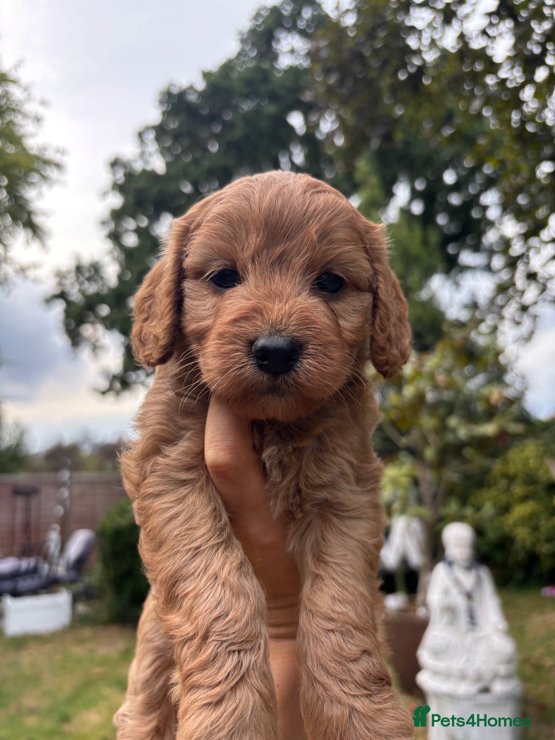 Cockapoo dogs for sale: Cockapoo puppies F1B - Image 7