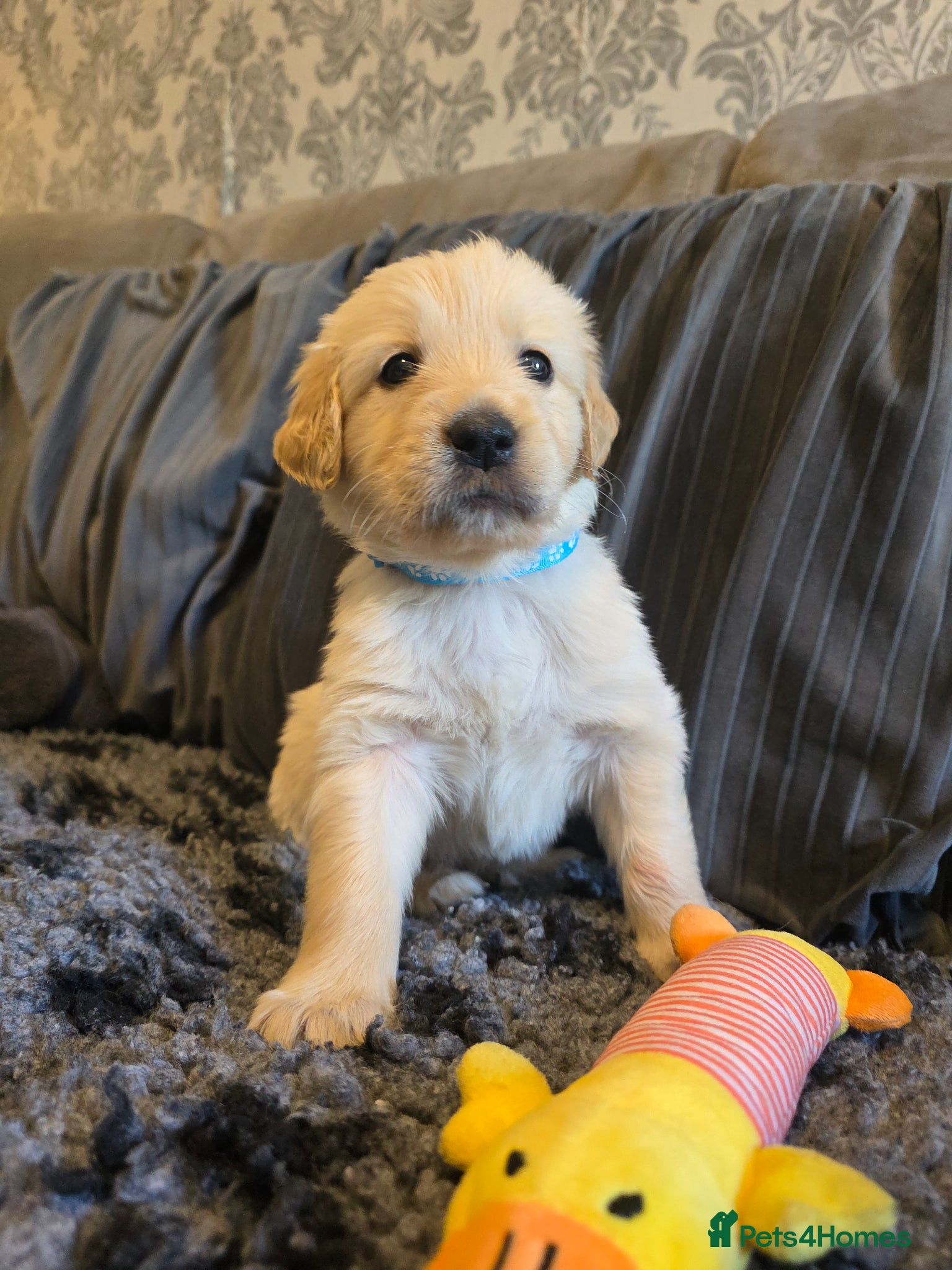 Golden Retriever dogs Golden Retriever puppy's KC  - Advert 1