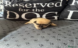 Mixed Breed dogs for sale: French Bulldog cross Manchester Terrier  - Image 2