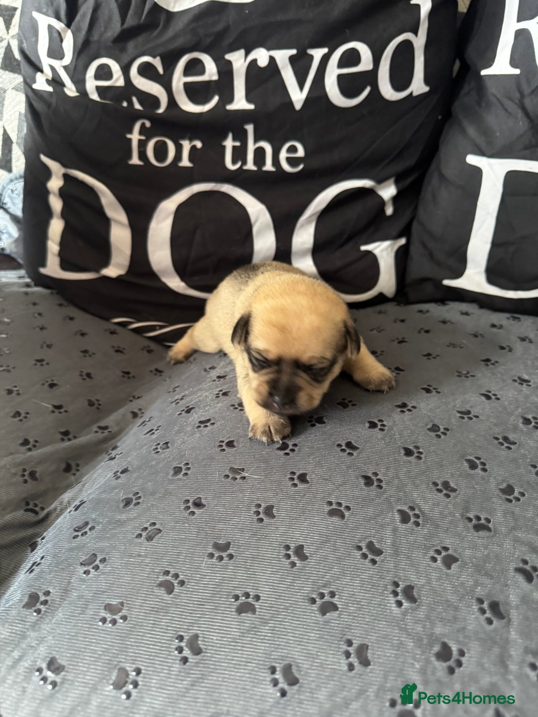 Mixed Breed dogs for sale: French Bulldog cross Manchester Terrier  - Image 2