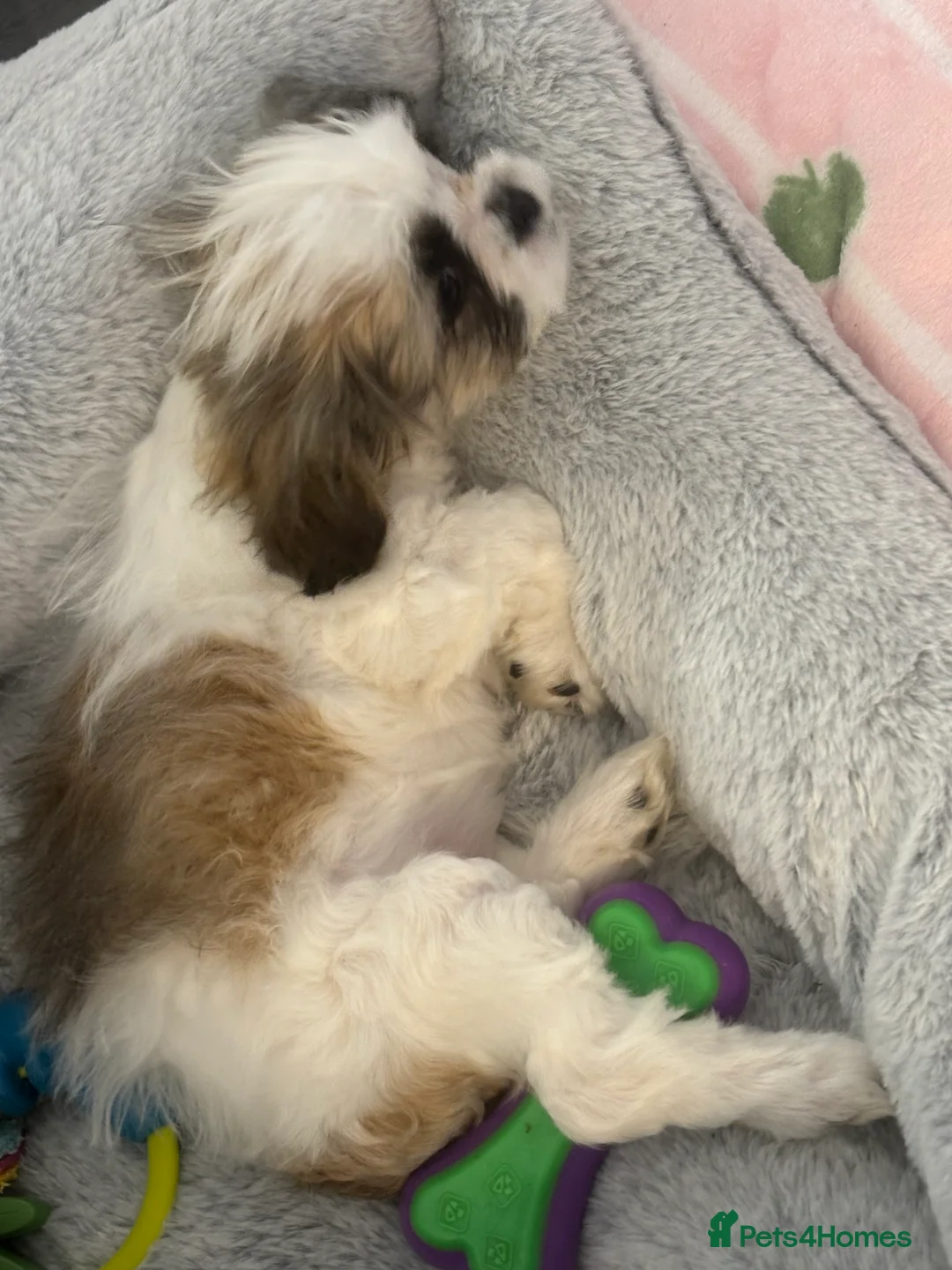 Shih Tzu dogs for sale: Beautiful imperial Shih Tzu for sale 😍 - Advert 5