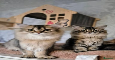 Scottish Fold cats in Ивсхам - Advert 3