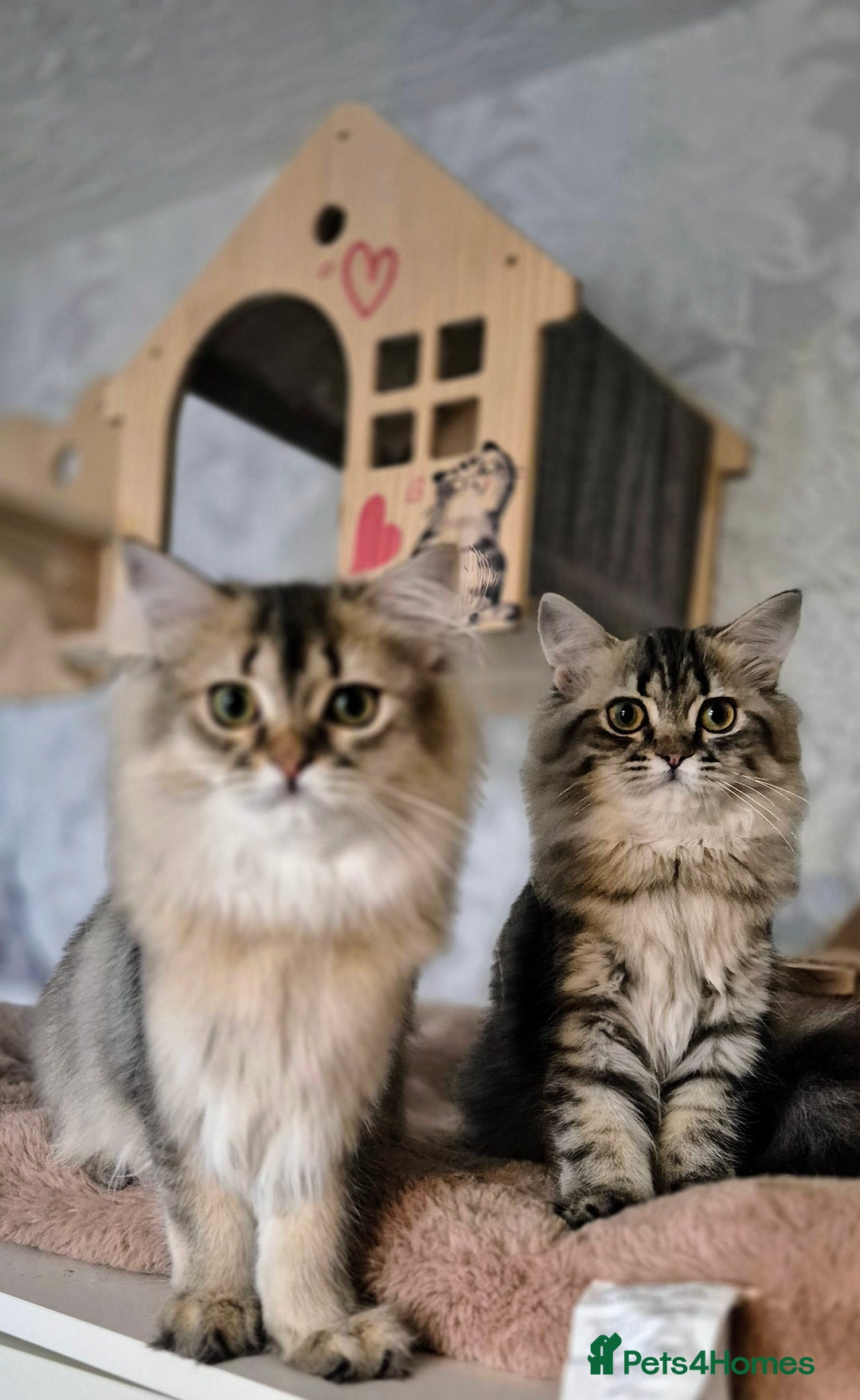Scottish Fold cats for sale: 1 boy and 1 girl left Amazing Scottish Straights  in Ивсхам - Image 5