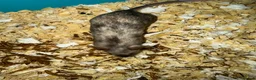 Mouse rodents for sale: Loads of females and males - Advert 3