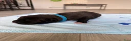 Mixed Breed dogs for sale: Border Collie x American Bully pups  - Advert 11