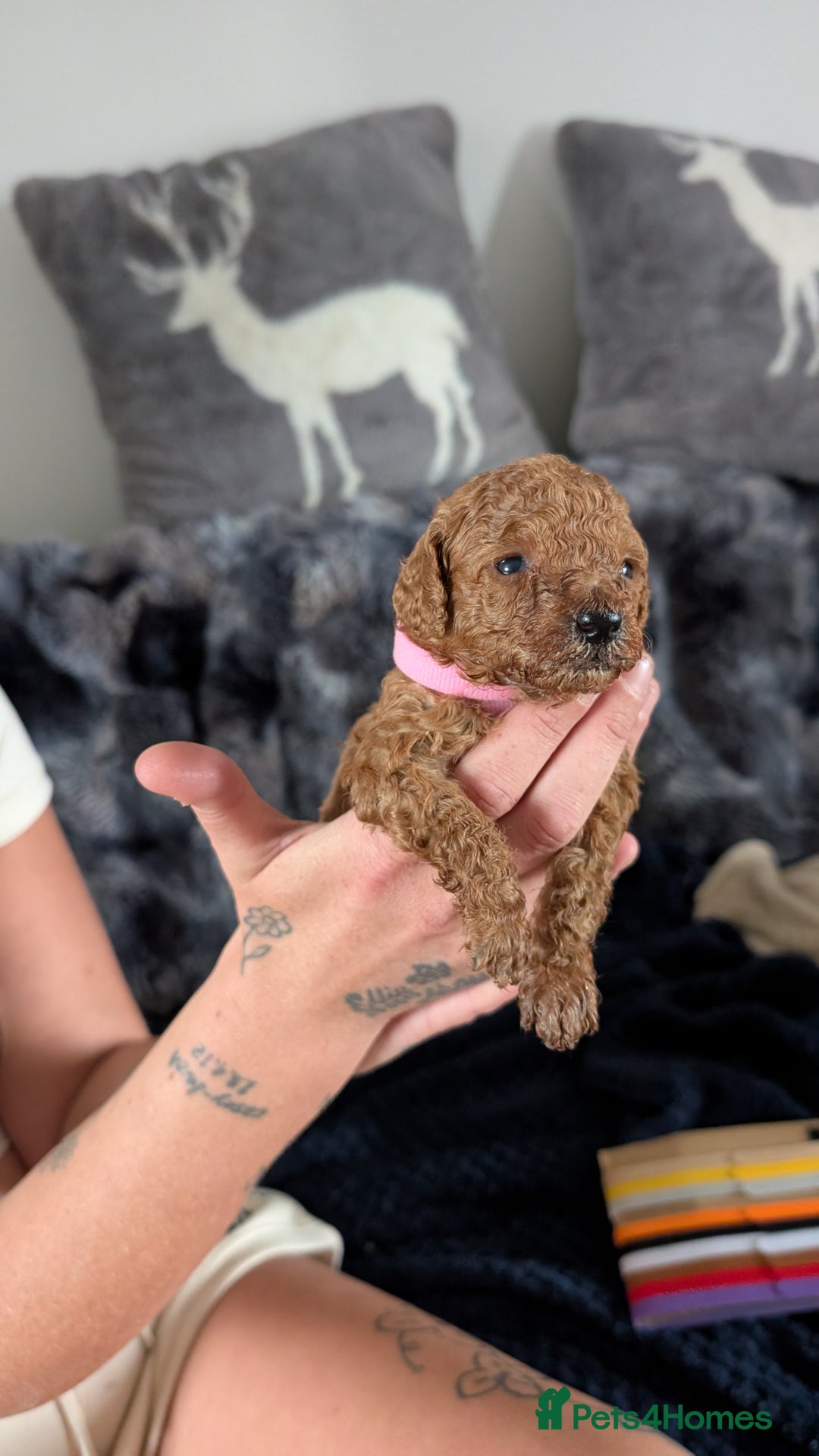 Cavapoo dogs for sale: Beautiful Cavapoo X toy poodle puppies  - Image 22