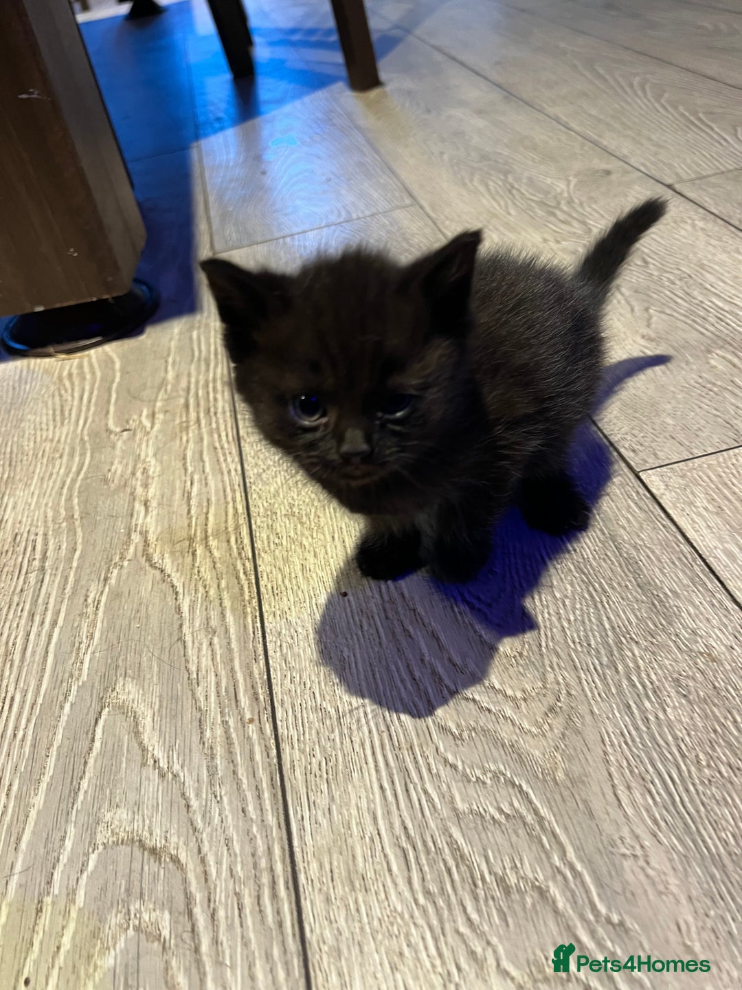Mixed Breed cats for sale: Mixed breed Kittens M & F (British Blue mother) - Image 5