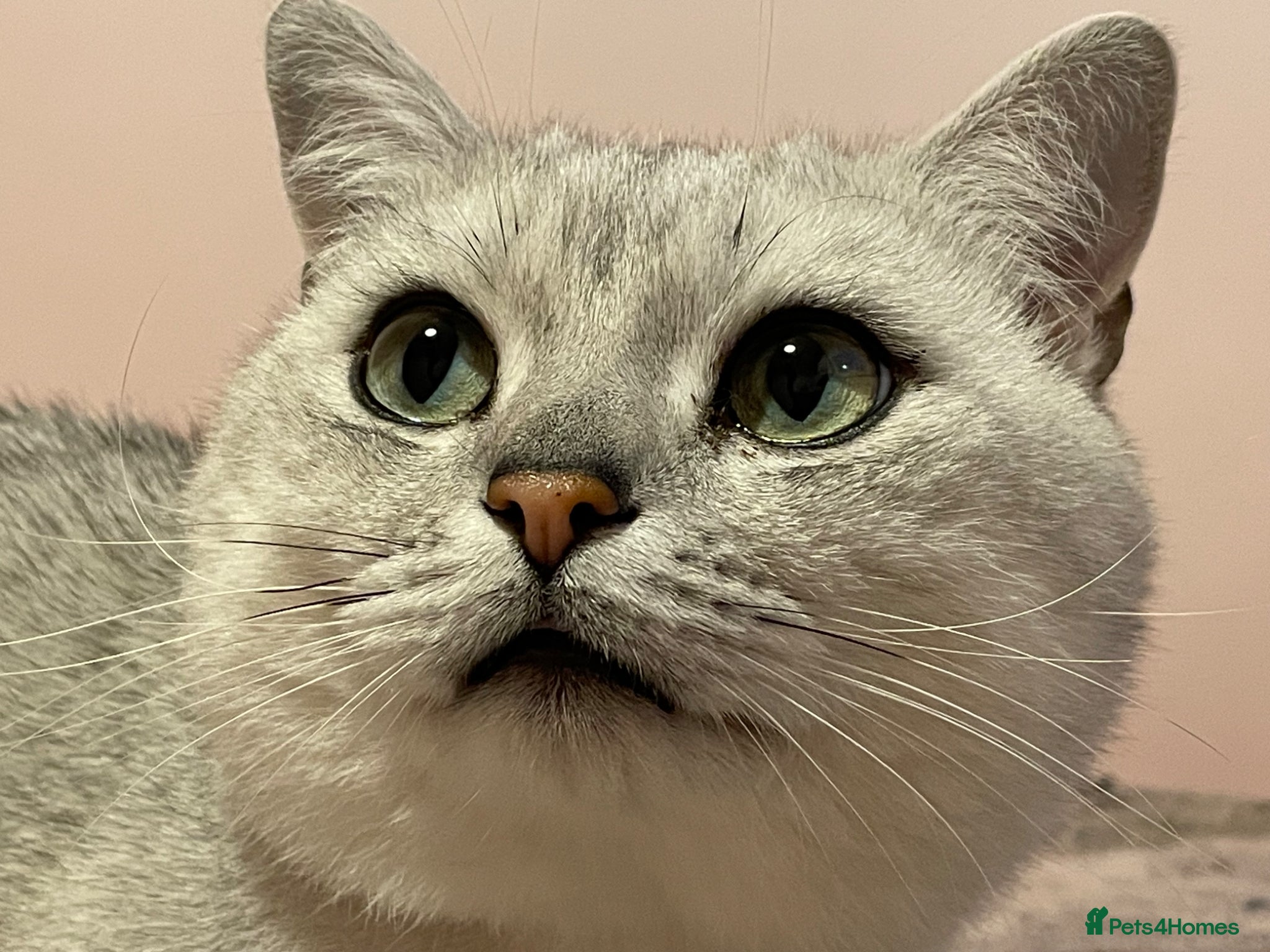 British Shorthair cats for stud: Stunning GCCF stud - Advert 1