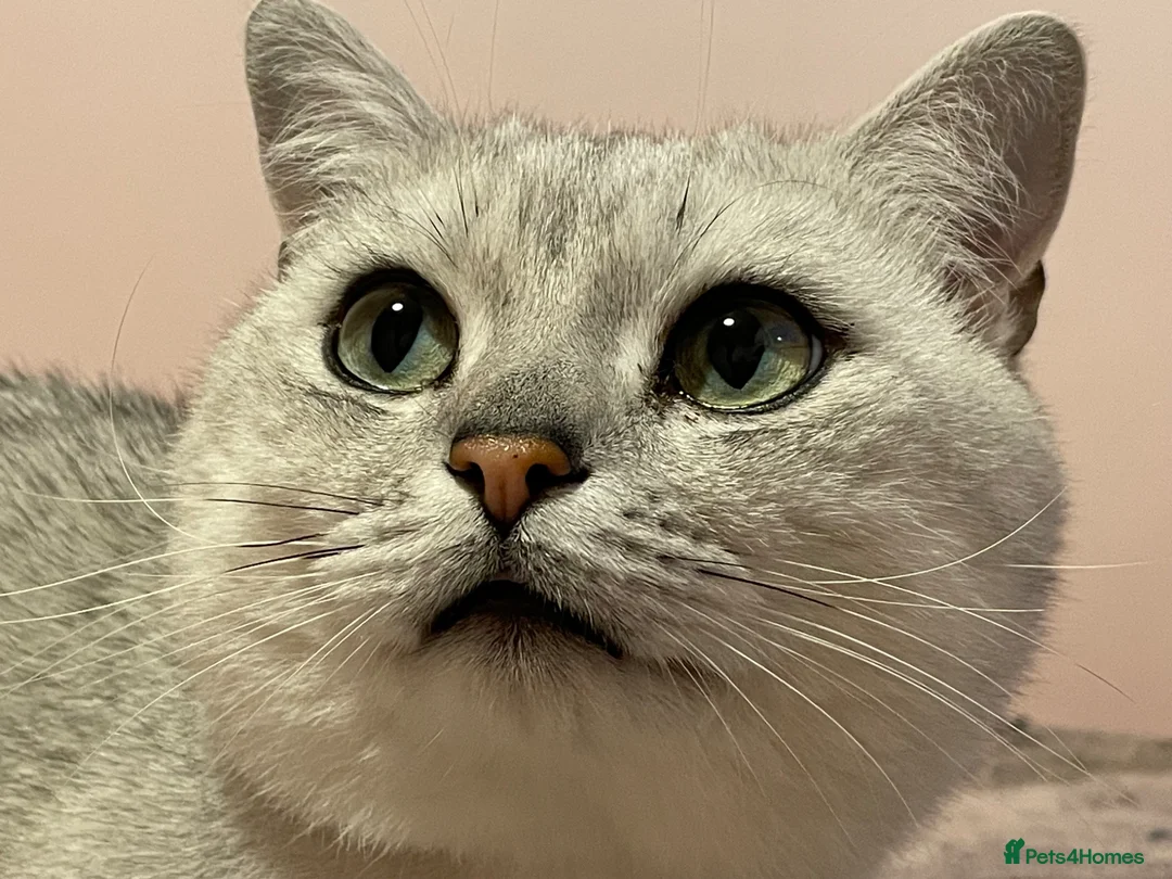 British Shorthair cats for stud: Stunning GCCF stud - Advert 1