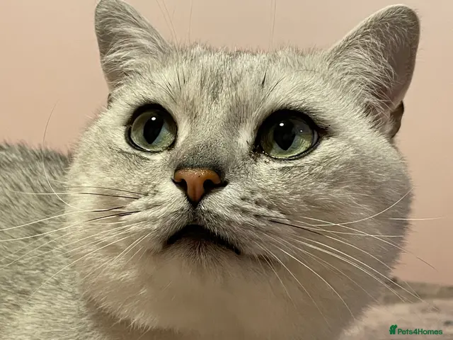 British Shorthair cats for stud: Stunning GCCF stud - Advert 1