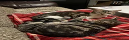 American Wirehair cats for sale: 2 young female cats.  - Advert 2