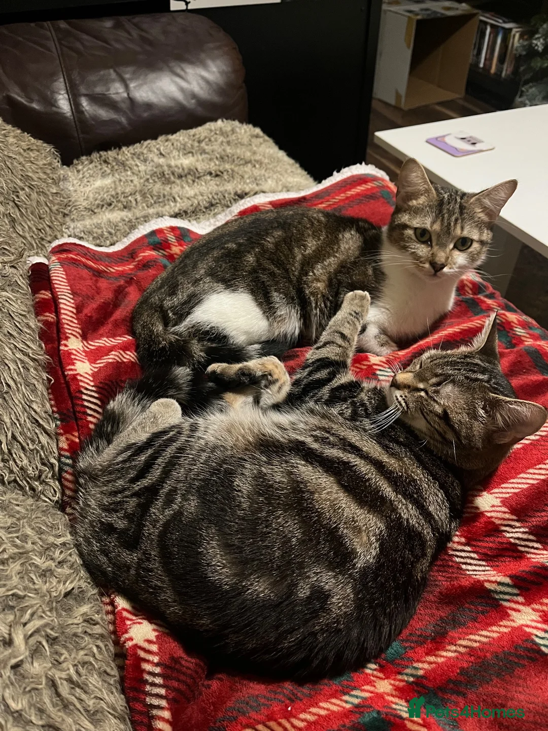 American Wirehair cats for sale: 2 young female cats.  - Advert 2