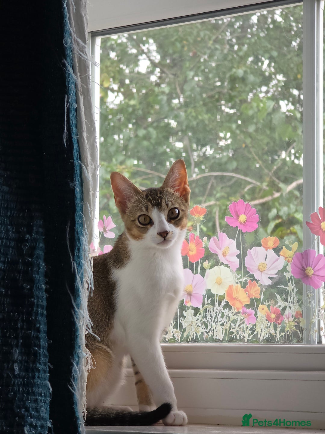 Singapura cats for sale: Accidental Singapura x Abyssinian x Moggie in Lowestoft - Image 1