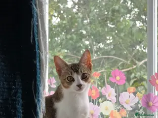 Singapura cats Accidental Singapura x Abyssinian x Moggie in Lowestoft - Advert 3