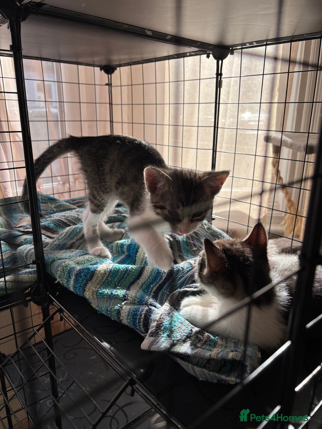 Mixed Breed cats for sale: 4 cute bundles of joy  - Image 5