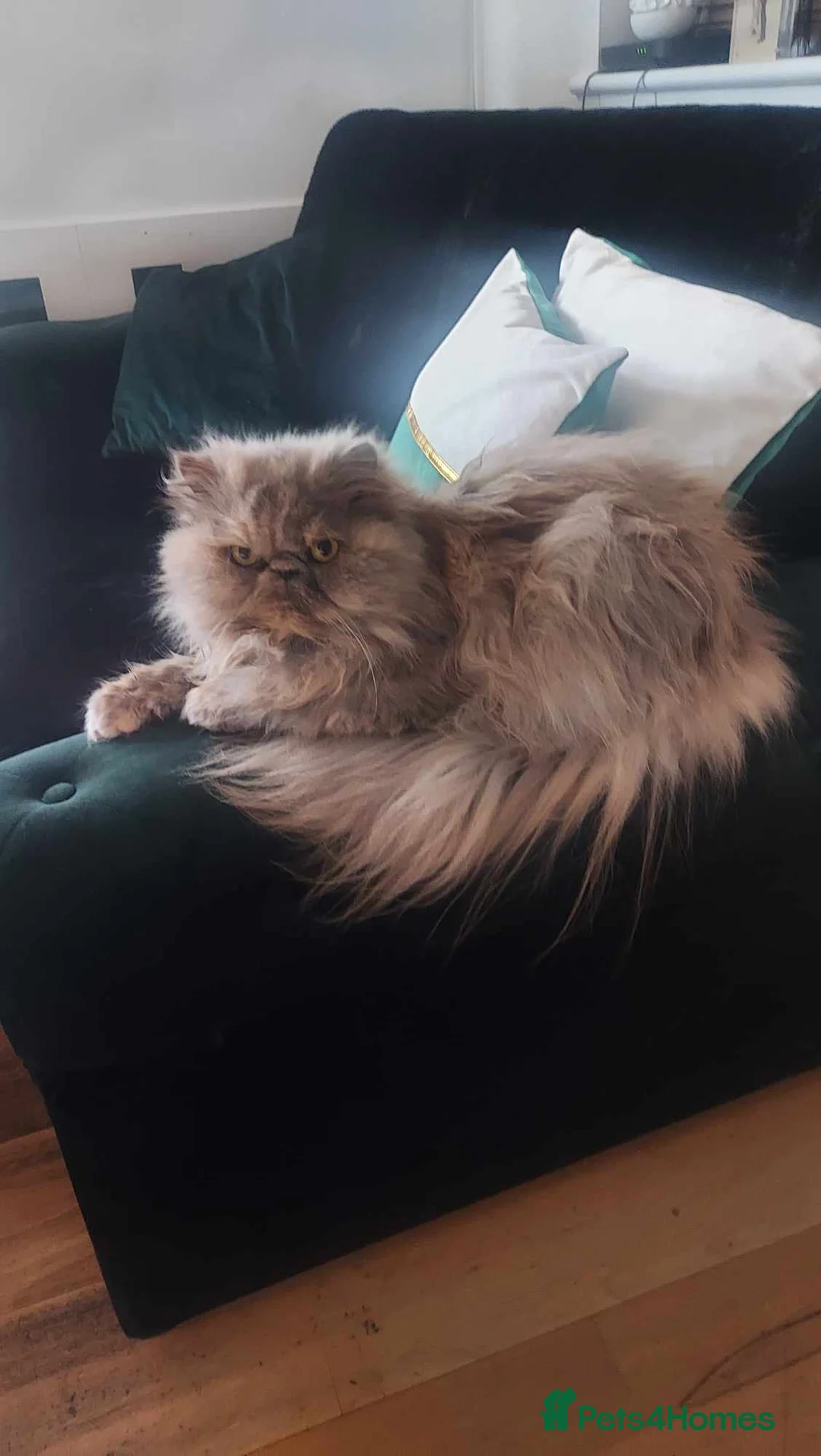 Persian cats for sale: Persian cross kitten - Advert 13