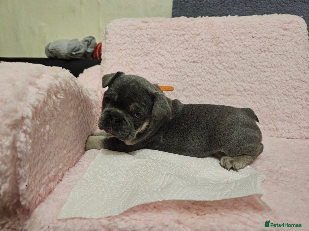 French Bulldog dogs for sale: French bulldog puppies - Advert 9