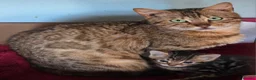 Bengal cats for sale: CUTE BENGAL FEMALE (TICA REG) - Advert 2
