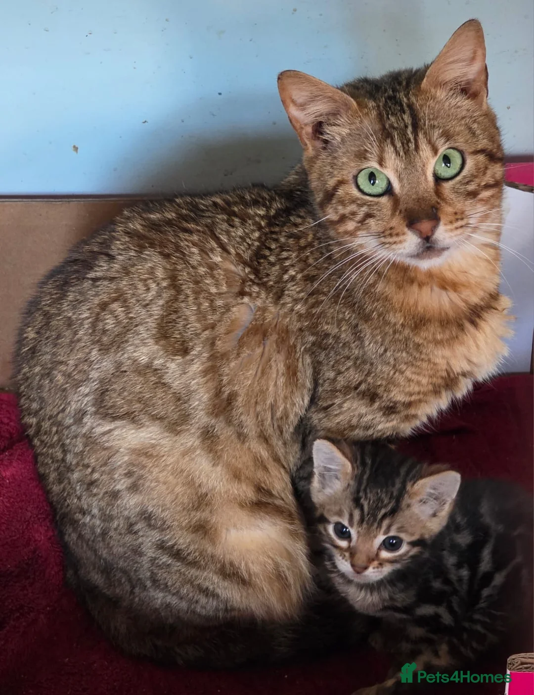Bengal cats for sale: CUTE BENGAL FEMALE (TICA REG) - Advert 2