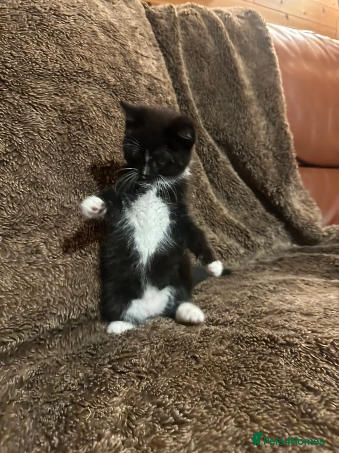Mixed Breed cats for sale: Kittens  - Advert 39