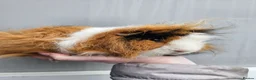 Guinea Pig rodents for sale: Tri swiss boar available for sale - Advert 2