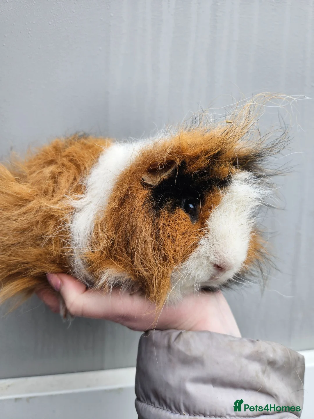 Guinea Pig rodents for sale: Tri swiss boar available for sale - Advert 2