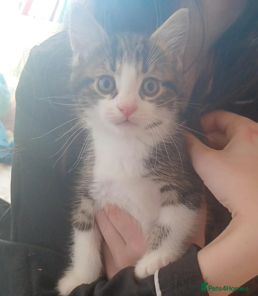 Mixed Breed cats for sale: Female kitten  - Advert 1