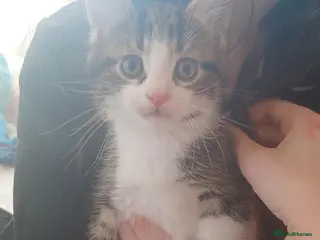Mixed Breed cats Female kitten - Advert 2