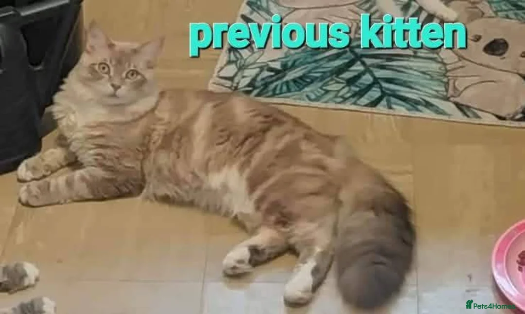 Mixed Breed cats for sale: Beautiful maine coon mix kittens available 💜 - Advert 9