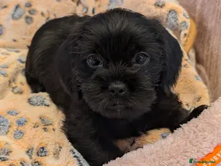Mixed Breed dogs Shihtzu x mini wire daxi adorable - Advert 10