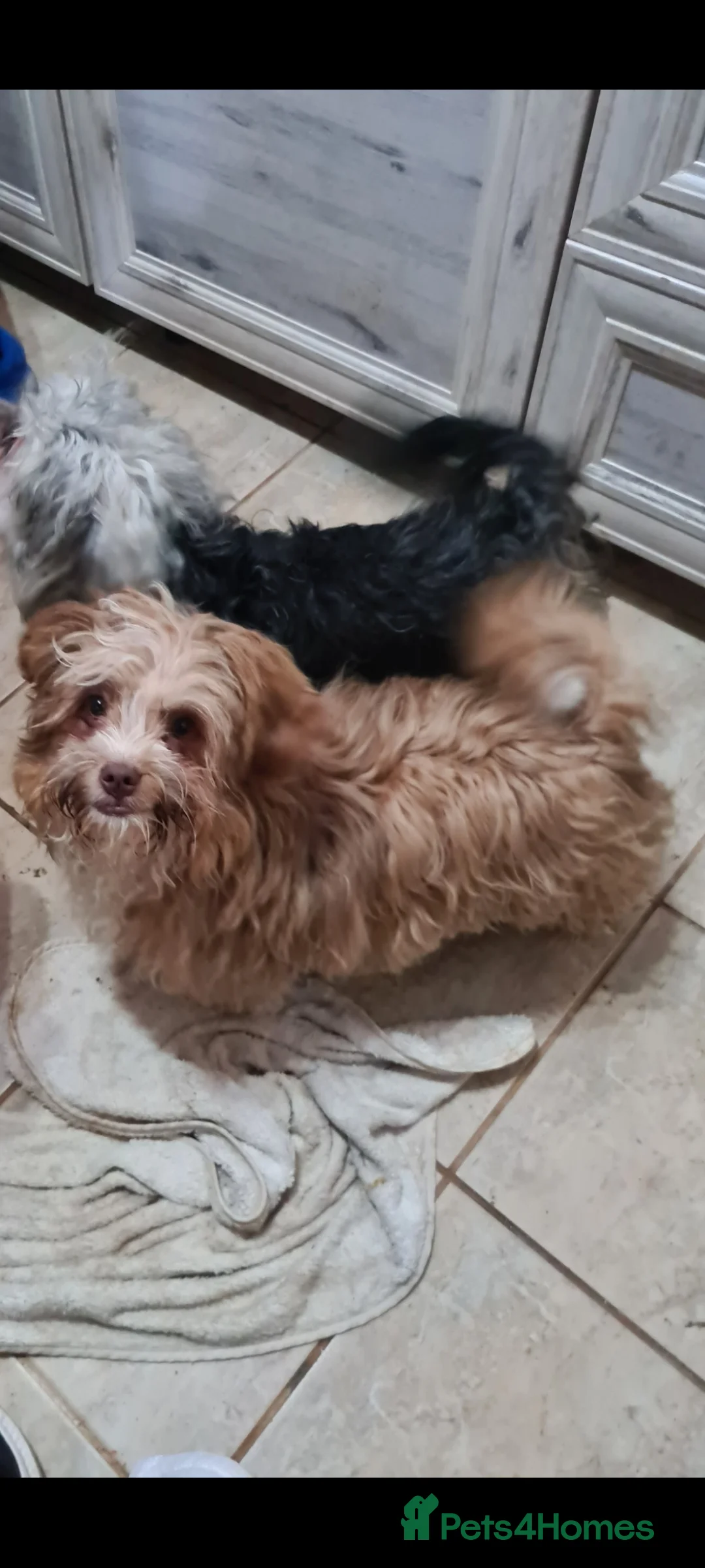 Shih Tzu dogs for adoption: Betty & Barney 7 inch tall. Small  - Advert 1
