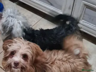 Shih Tzu dogs Betty & Barney 7 inch tall. Small - Advert 16