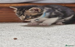 British Shorthair cats for sale: Mixed breed shorthair kittens. 1 m 1 f available - Image 8