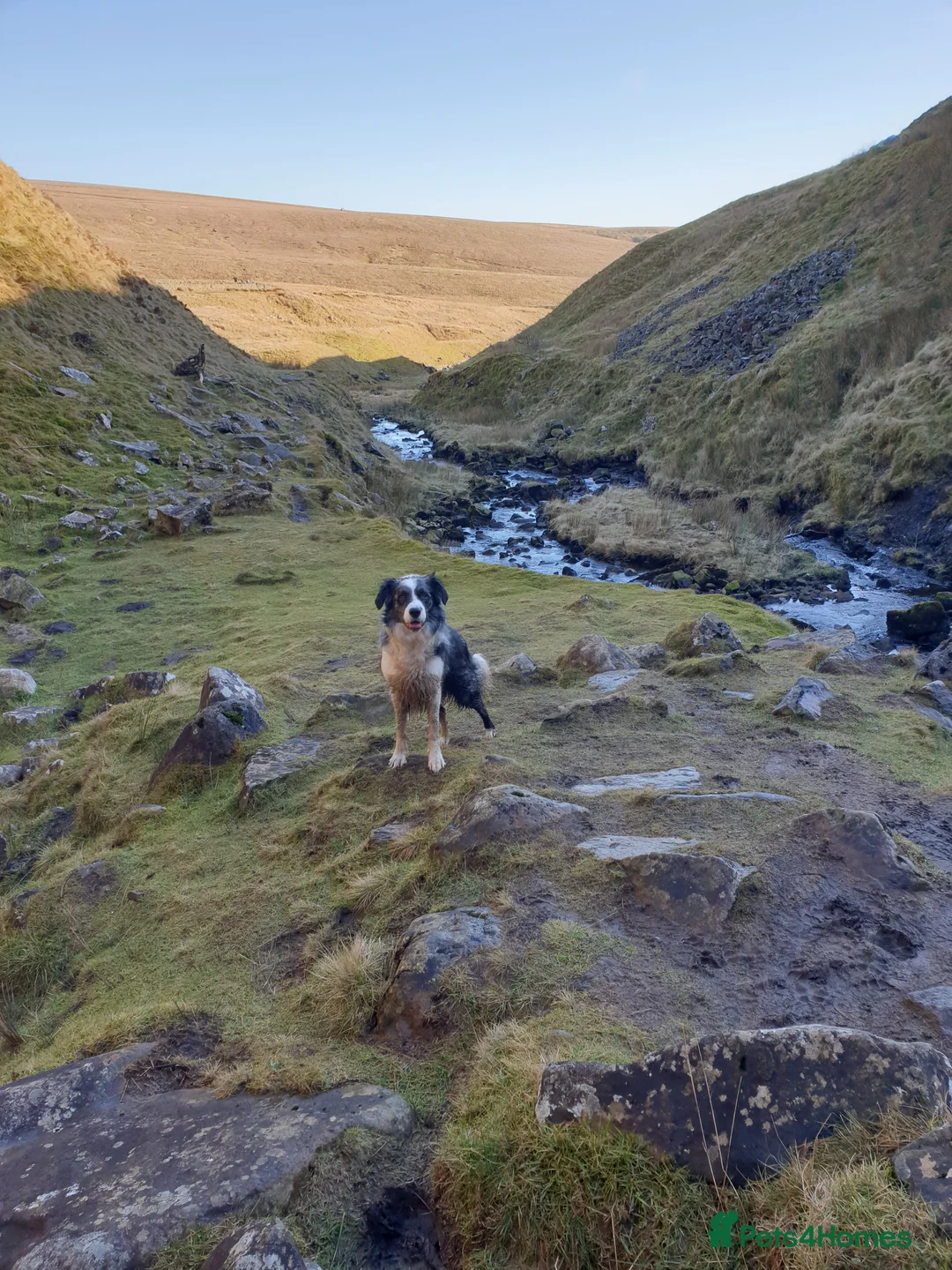 Border Collie dogs for stud: *proven* health tested working merle border collie in Leeds - Advert 27