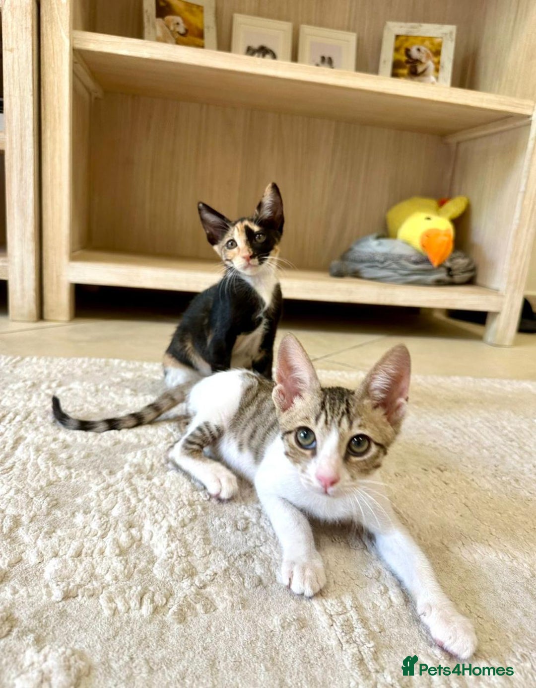 Arabian Mau cats for adoption: Pair of Indoor-Only Kittens for Adoption Together - Image 8