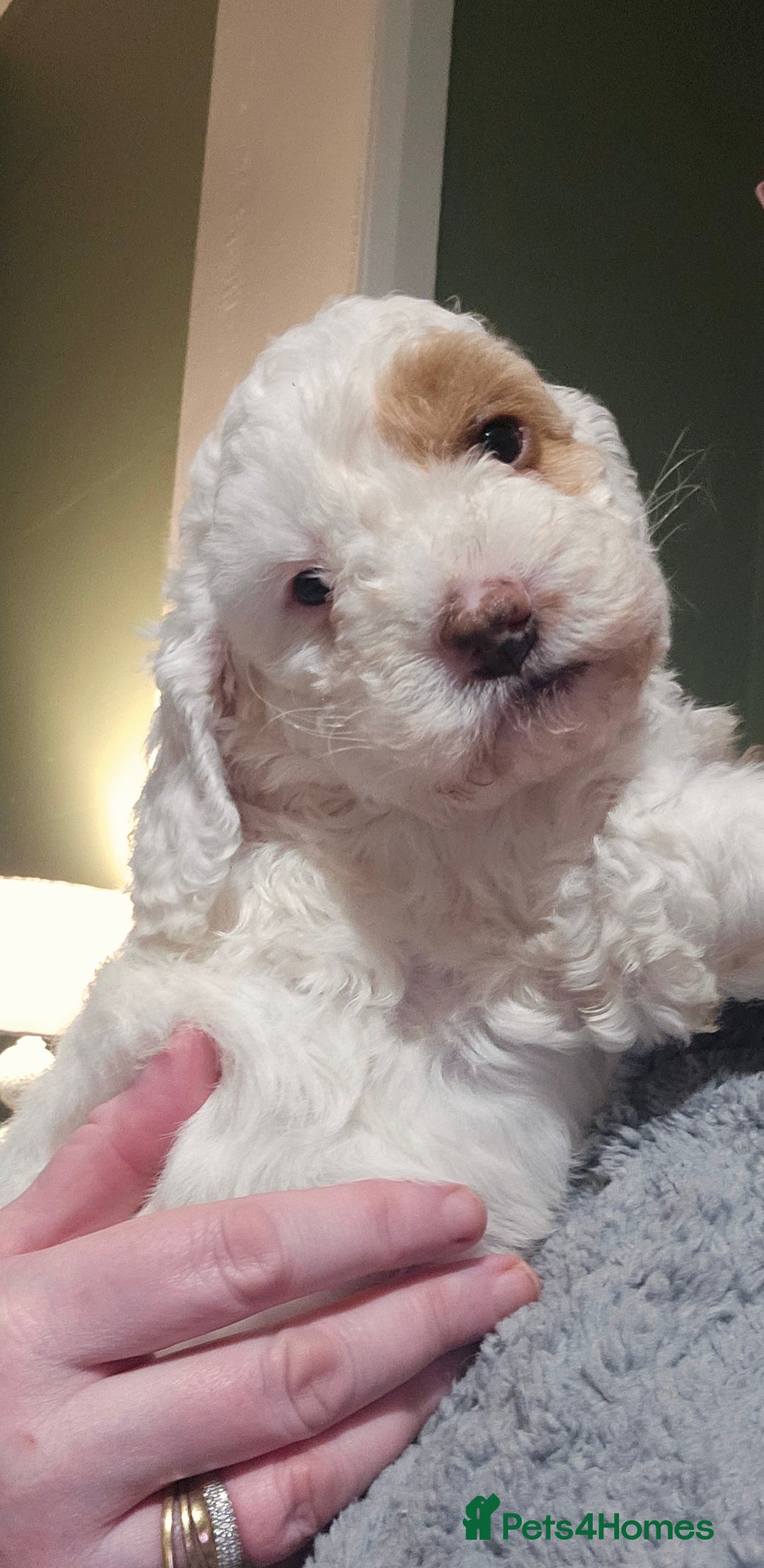 Cockapoo dogs for sale: Only two puppies left! Ready to go 9th December! - Advert 20