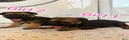 Border Terrier dogs for sale: Border terrier puppy’s  - Advert 10