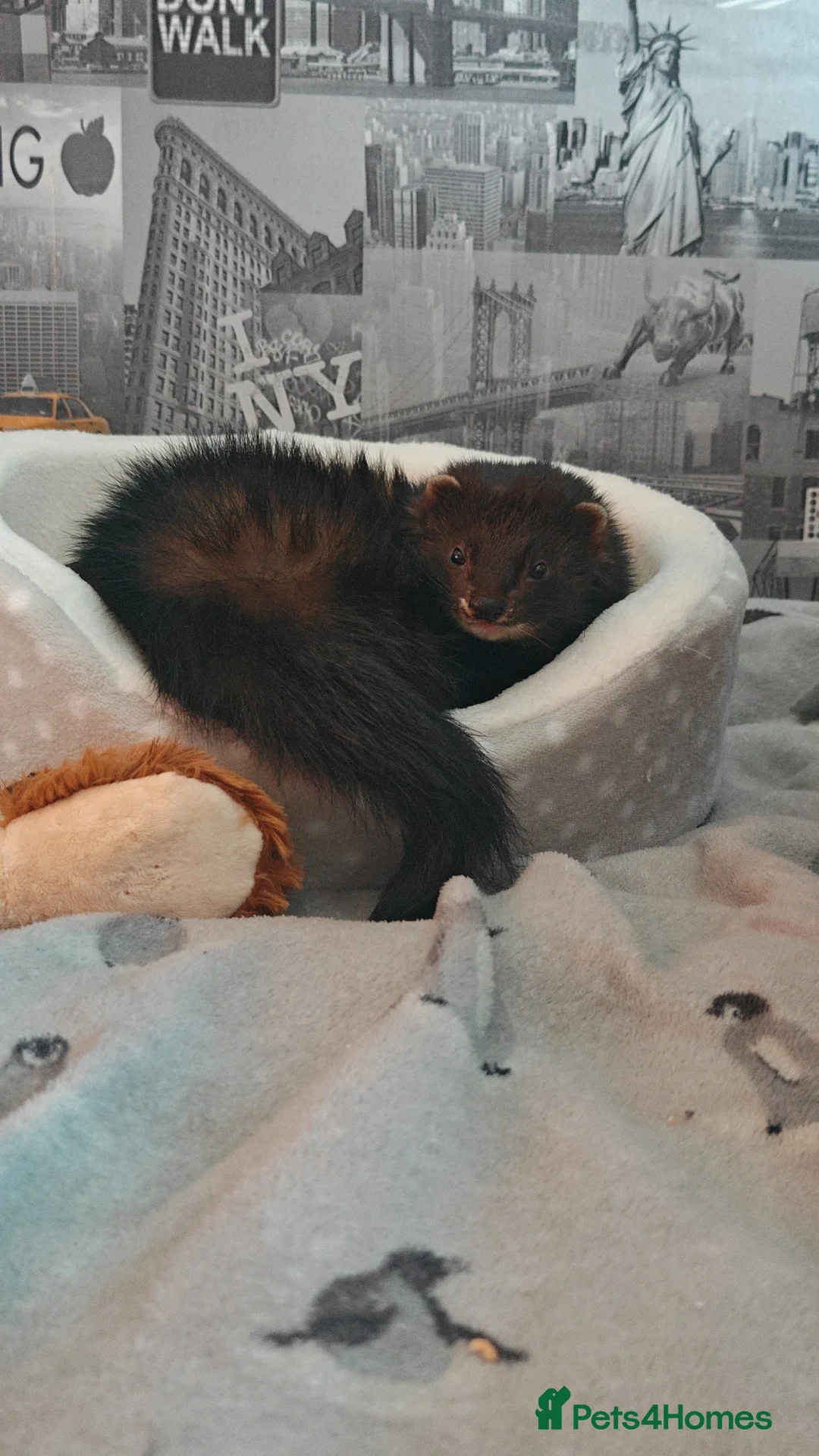 Ferret rodents for sale: 9 month old brown ferret  - Advert 7