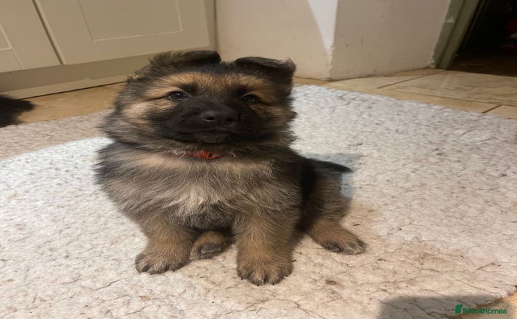 German Shepherd dogs - Advert 15