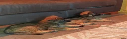 German Shepherd dogs for sale:  5th Generation German Shepherd puppies - Advert 1
