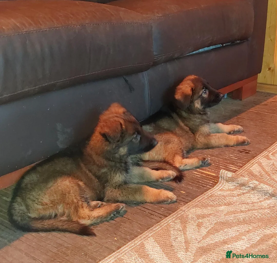 German Shepherd dogs for sale:  5th Generation German Shepherd puppies - Advert 1