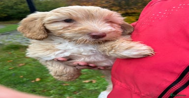 Labradoodle dogs - Advert 13