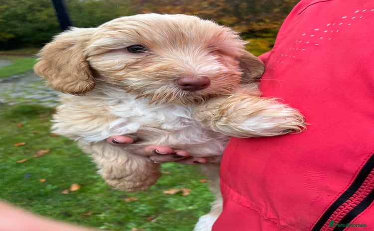 Labradoodle dogs - Advert 1