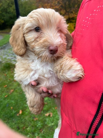 Labradoodle dogs - Advert 1