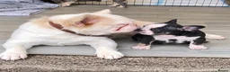 French Bulldog dogs for sale: 🐼 PANDA KOI FRENCH BULLDOG PUPS 🐼  - Advert 2