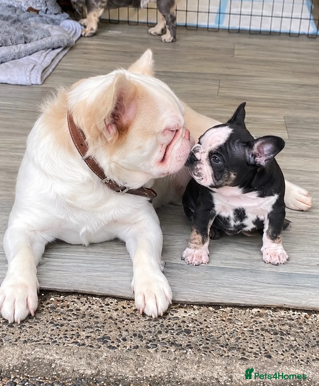 French Bulldog dogs for sale: 🐼 PANDA KOI FRENCH BULLDOG PUPS 🐼  - Advert 2
